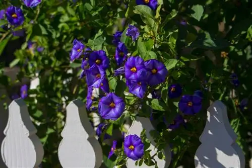 Solanum Rantonnetii priežiūra: sveikų augalų patarimai