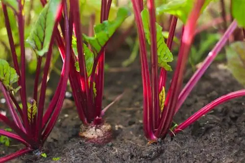 beetroots don't grow