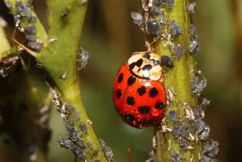 Pests in the garden? Natural control and defense