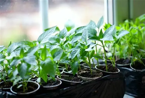 Pré-culture dans la maison : culture réussie de plants de légumes