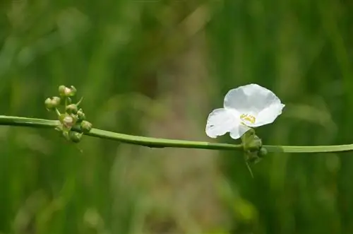 amazon sword plant blossom