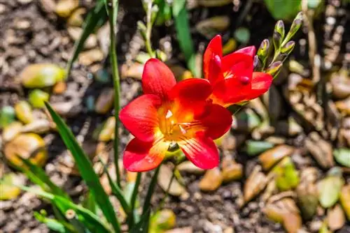 freesia säsong