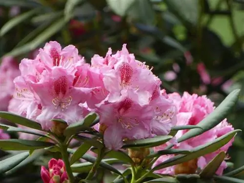 Planta ojo de pavo real: flores coloridas y cuidado óptimo