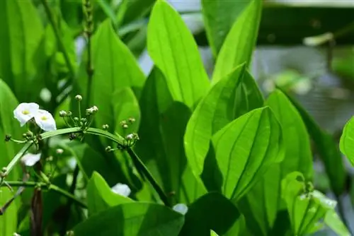 Especies de Echinodorus: diversas plantas espada para el acuario