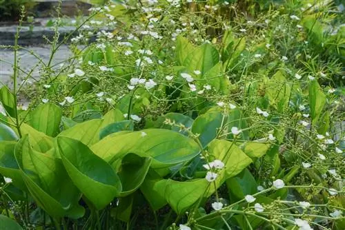 echinodorus blomma