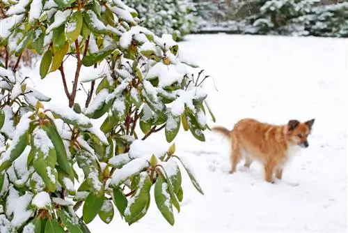 Pauw oog winterslaap