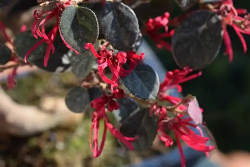 bonsái de loropetalum