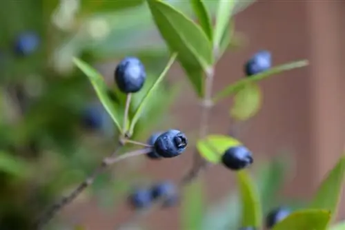 Myrtle yarpaqları itirir: səbəblər və həll yolları