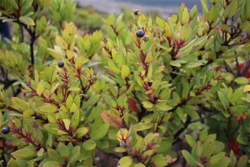 Voortplanting van mirte: stap vir stap na nuwe plante