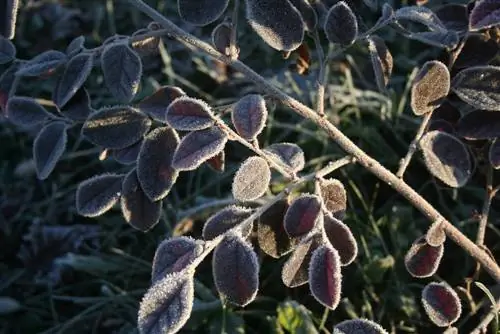 loropetalum-musim dingin yang berlebihan