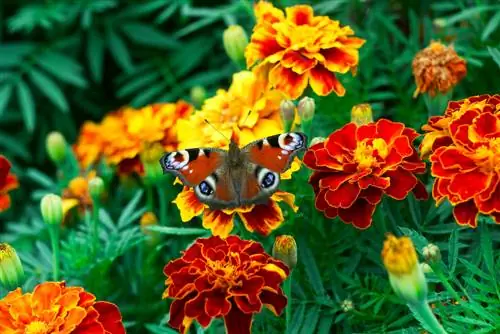 Mariposa pavo real: hábitat, distribución y plantas alimenticias