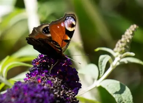 Peacock perhonen profiili