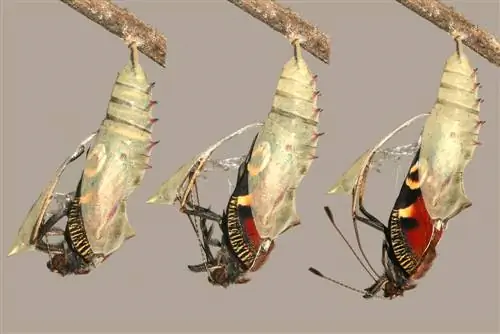 Peacock butterfly: How long does this beautiful butterfly live?