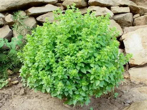 Caring for bush basil properly: This is how your herb thrives