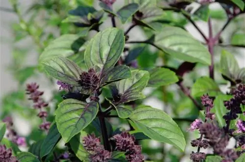 Pag-aani ng bush basil