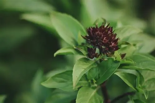 pokok renek selasih-saka