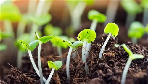 Propagate bush basil