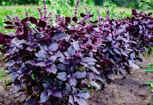 Bush basil: putulin ang mga bulaklak - bakit at paano?