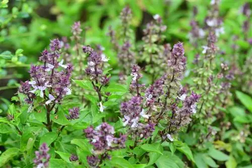 arbusto fiori di basilico commestibili