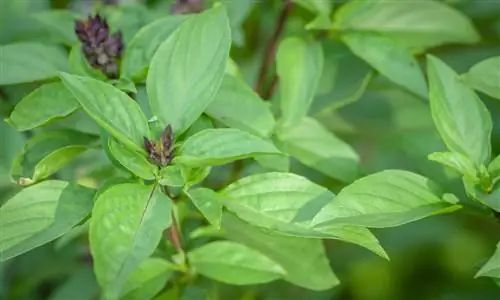 Can I eat bush basil and what does it taste like?