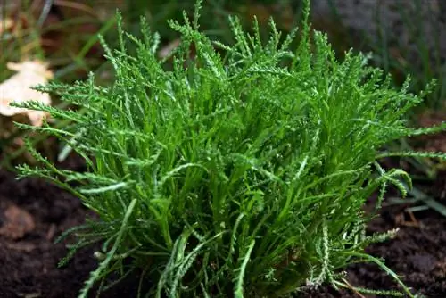 Olijfkruid planten: hoe je het succesvol in de tuin kunt laten groeien