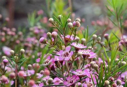 Chamelaucium-pleje: Sådan trives den australske voksblomst