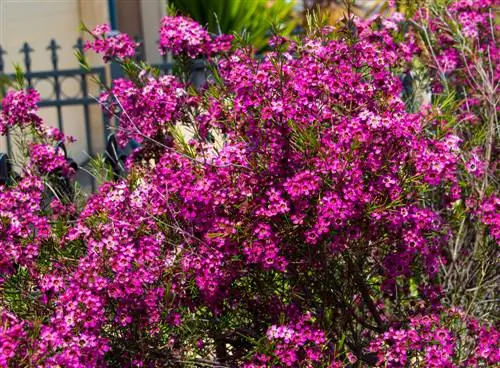 Chamelaucium uncinatum pruning