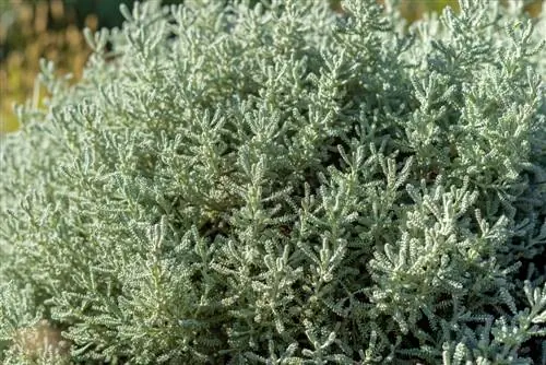 Olive herb care: This is how it thrives splendidly in your garden