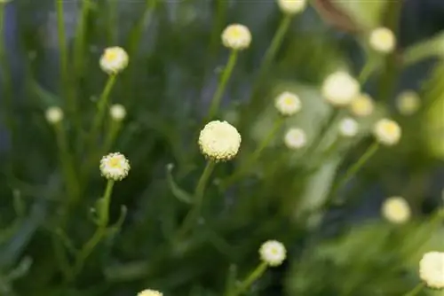 tall d'herbes d'oliva