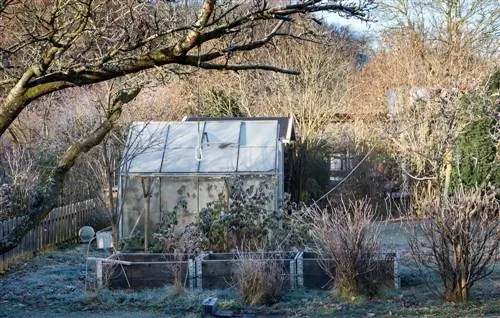 olive herb overwintering