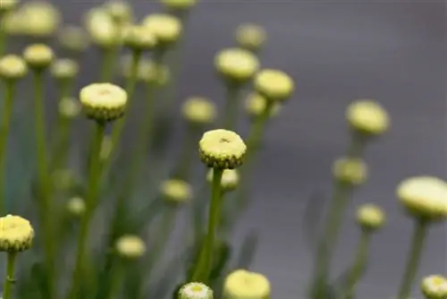 Fleurs comestibles : les fleurs d'olivier dans le contrôle culinaire