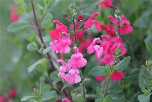 מרווה דומדמניות חורפת: ככה זה עובד כמו שצריך