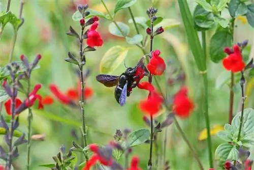 Salvia melocotón que pasa el invierno