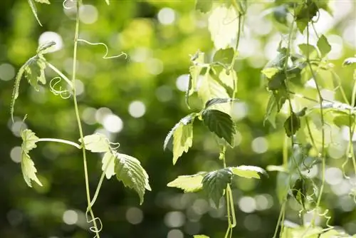 Soins du Jiaogulan : conseils pour une croissance saine