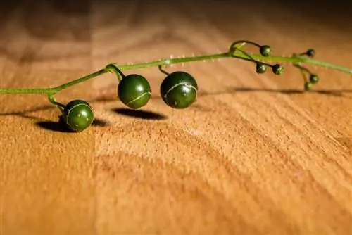 jiaogulan berries edible