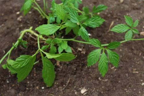 Jiaogulan dans le jardin : plantation, emplacement et entretien