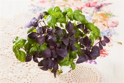 How does bush basil survive the winter? Important tips