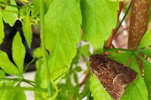 জিয়াওগুলান উদ্ভিদ: ফুল ফোটানো, অবস্থান এবং যত্নের নির্দেশাবলী