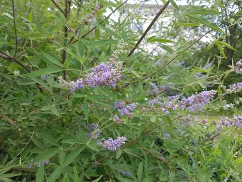 Monk's pepper: cultivation and care in the garden or container