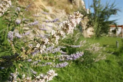 Die plant van chasteberry: Hoe om dit in die tuin te groei