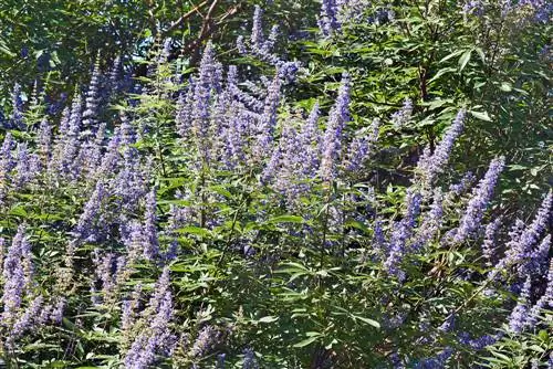 Gattilier : Un entretien facile pour une plante magnifique