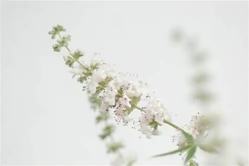 Monnikspepersoorten: de mooiste kleuren voor uw tuin