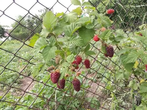 piante di mirtillo rosso