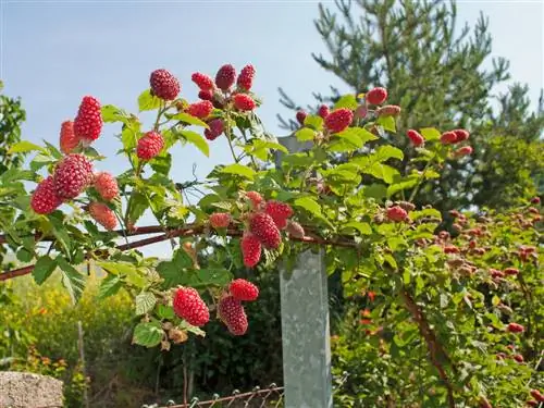 Successful tayberry care: watering, fertilizing and cutting