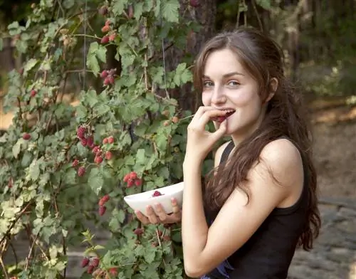 Úspešne zberajte Tayberries: Použite správny rez