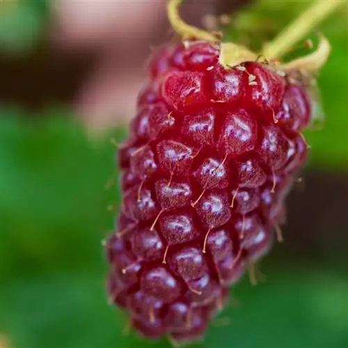 variétés de tayberry