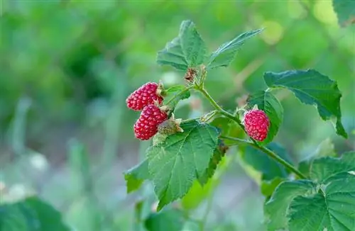 Tayberries vermenigvuldigen: stekken of zinkers gebruiken?