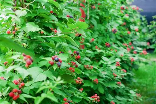 Ubicación óptima para los tayberries: así es como prosperan