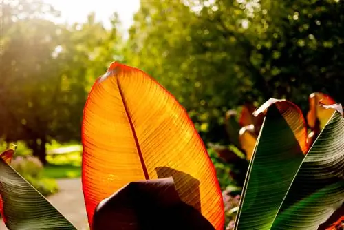 ornamental na pag-aalaga ng saging