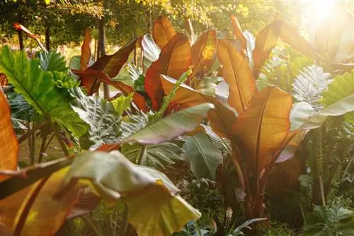 hivernada de plàtans ornamentals